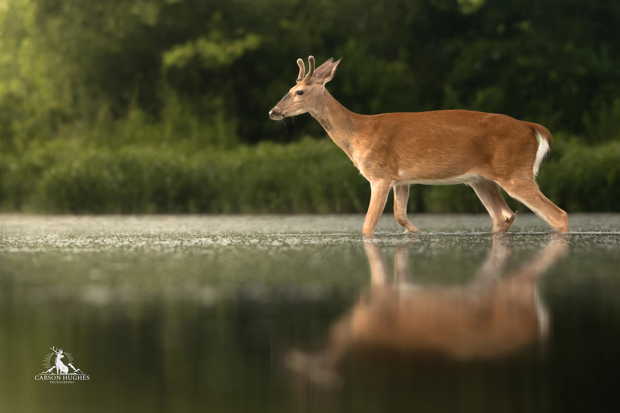 Wild Reflection